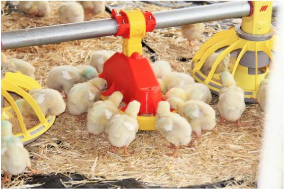 Turbomate 2 Automatic Baby Chick Feeder - Short Version